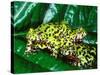 Fire Belly Toad, Native to Northeast China-David Northcott-Stretched Canvas