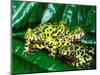 Fire Belly Toad, Native to Northeast China-David Northcott-Mounted Photographic Print