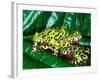 Fire Belly Toad, Native to Northeast China-David Northcott-Framed Photographic Print