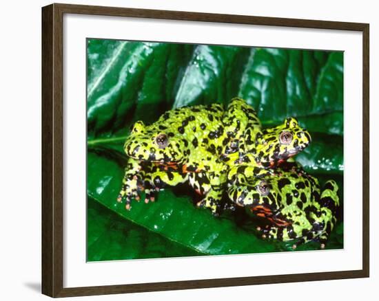 Fire Belly Toad, Native to Northeast China-David Northcott-Framed Photographic Print