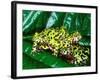 Fire Belly Toad, Native to Northeast China-David Northcott-Framed Photographic Print