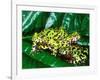 Fire Belly Toad, Native to Northeast China-David Northcott-Framed Photographic Print