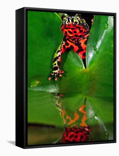 Fire Belly Toad, Native to Northeast China-David Northcott-Framed Stretched Canvas