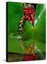 Fire Belly Toad, Native to Northeast China-David Northcott-Stretched Canvas