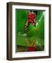 Fire Belly Toad, Native to Northeast China-David Northcott-Framed Photographic Print