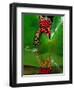 Fire Belly Toad, Native to Northeast China-David Northcott-Framed Photographic Print