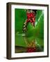 Fire Belly Toad, Native to Northeast China-David Northcott-Framed Photographic Print