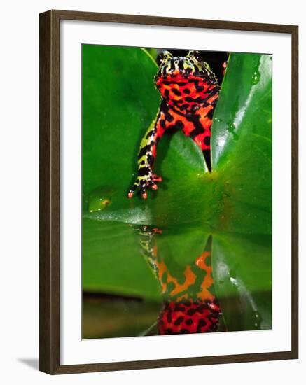 Fire Belly Toad, Native to Northeast China-David Northcott-Framed Photographic Print