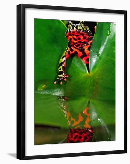 Fire Belly Toad, Native to Northeast China-David Northcott-Framed Photographic Print