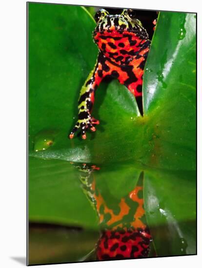 Fire Belly Toad, Native to Northeast China-David Northcott-Mounted Photographic Print