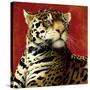 Fire Cat-Will Bullas-Stretched Canvas