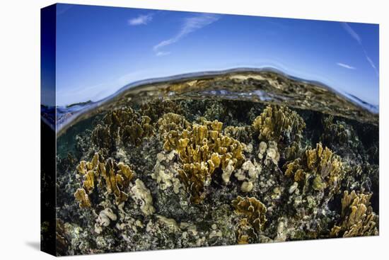 Fire Corals Grow Along a Reef Crest in the Caribbean Sea-Stocktrek Images-Stretched Canvas
