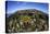 Fire Corals Grow Along a Reef Crest in the Caribbean Sea-Stocktrek Images-Stretched Canvas