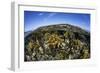 Fire Corals Grow Along a Reef Crest in the Caribbean Sea-Stocktrek Images-Framed Photographic Print