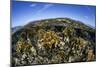 Fire Corals Grow Along a Reef Crest in the Caribbean Sea-Stocktrek Images-Mounted Photographic Print