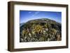 Fire Corals Grow Along a Reef Crest in the Caribbean Sea-Stocktrek Images-Framed Photographic Print