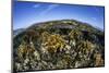 Fire Corals Grow Along a Reef Crest in the Caribbean Sea-Stocktrek Images-Mounted Photographic Print