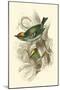 Fire-Crowned and Common Goldcrest-Sir William Jardine-Mounted Art Print