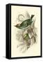 Fire-Crowned and Common Goldcrest-Sir William Jardine-Framed Stretched Canvas