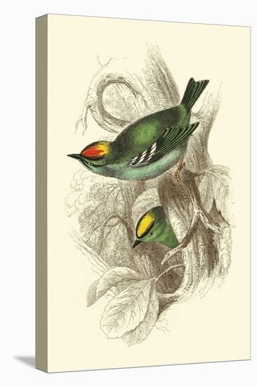 Fire-Crowned and Common Goldcrest-Sir William Jardine-Stretched Canvas