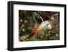 Fire Dartfish-Hal Beral-Framed Photographic Print