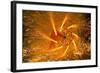 Fire Festival of the Catalonian Regions-Anibal Trejo-Framed Photographic Print