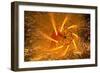 Fire Festival of the Catalonian Regions-Anibal Trejo-Framed Photographic Print