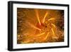 Fire Festival of the Catalonian Regions-Anibal Trejo-Framed Photographic Print