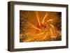 Fire Festival of the Catalonian Regions-Anibal Trejo-Framed Photographic Print