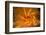 Fire Festival of the Catalonian Regions-Anibal Trejo-Framed Photographic Print