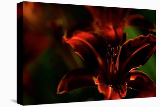 Fire Flowers-Howard Ruby-Stretched Canvas