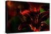 Fire Flowers-Howard Ruby-Stretched Canvas