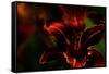 Fire Flowers-Howard Ruby-Framed Stretched Canvas