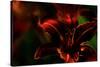 Fire Flowers-Howard Ruby-Stretched Canvas