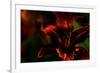 Fire Flowers-Howard Ruby-Framed Photographic Print