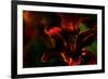 Fire Flowers-Howard Ruby-Framed Photographic Print