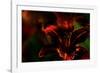 Fire Flowers-Howard Ruby-Framed Photographic Print