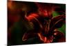 Fire Flowers-Howard Ruby-Mounted Photographic Print