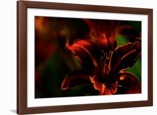 Fire Flowers-Howard Ruby-Framed Photographic Print