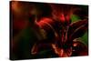 Fire Flowers-Howard Ruby-Stretched Canvas