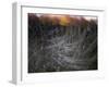 Fire in the Sky-Valda Bailey-Framed Photographic Print