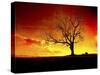 Fire in the Sky-Christy Ann-Stretched Canvas