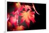 Fire Leaves-Philippe Sainte-Laudy-Framed Photographic Print