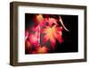 Fire Leaves-Philippe Sainte-Laudy-Framed Photographic Print