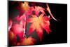 Fire Leaves-Philippe Sainte-Laudy-Mounted Photographic Print