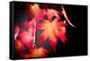 Fire Leaves-Philippe Sainte-Laudy-Framed Stretched Canvas