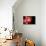 Fire Leaves-Philippe Sainte-Laudy-Photographic Print displayed on a wall