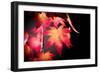 Fire Leaves-Philippe Sainte-Laudy-Framed Photographic Print