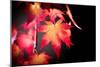 Fire Leaves-Philippe Sainte-Laudy-Mounted Photographic Print