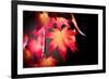 Fire Leaves-Philippe Sainte-Laudy-Framed Photographic Print